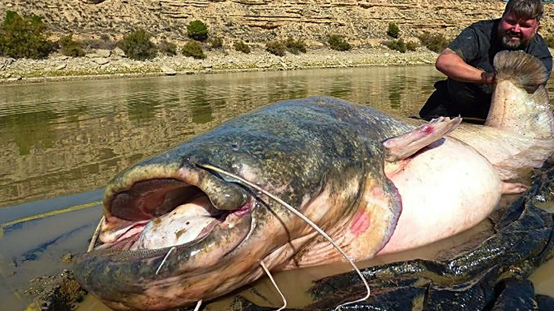 Monster catfish is close to Ebro record Angling Times